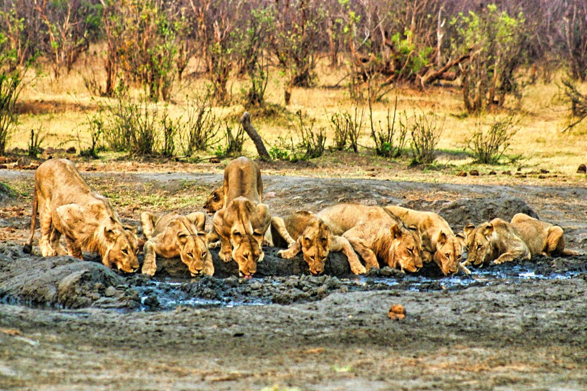 Room In Villa - Zambezi Family Lodge - Elephant Room 维多利亚瀑布 外观 照片